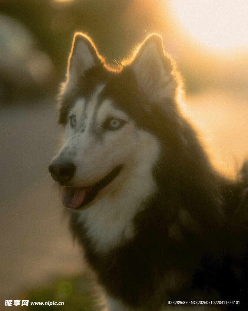 夕阳下的哈士奇