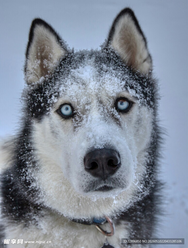 雪地中的蓝眼哈士奇