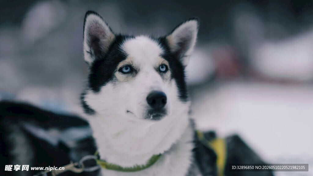 雪地中的帅气哈士奇
