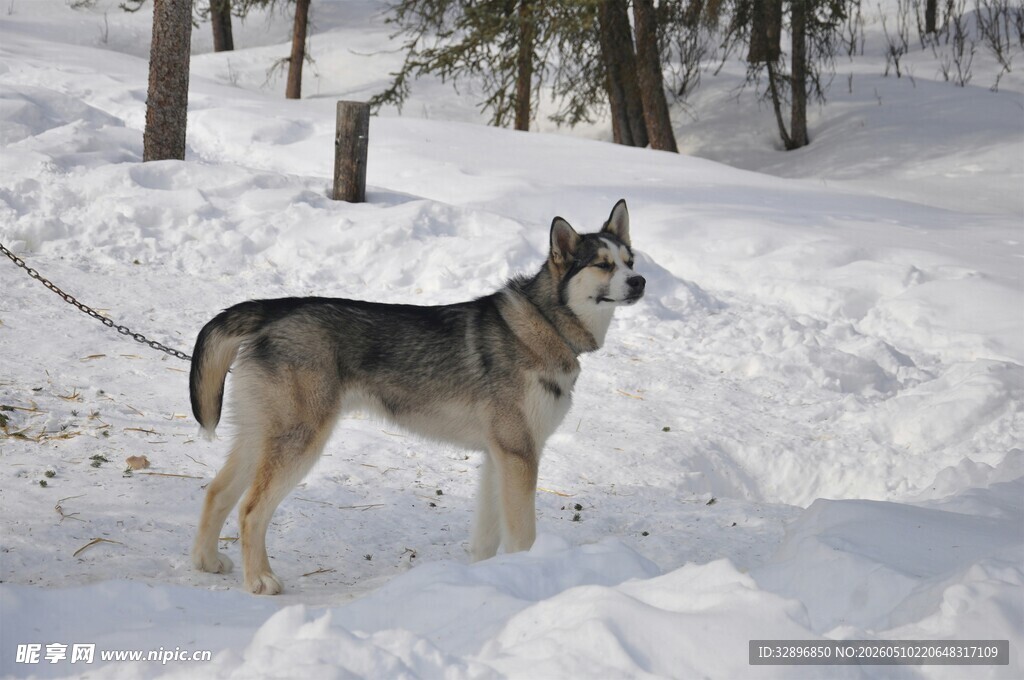 雪地中的孤傲狼犬