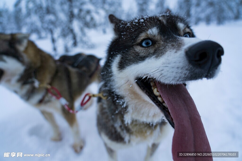 雪地中吐舌的帅气雪橇犬