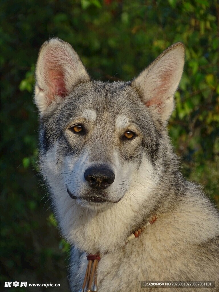 帅气的灰毛犬