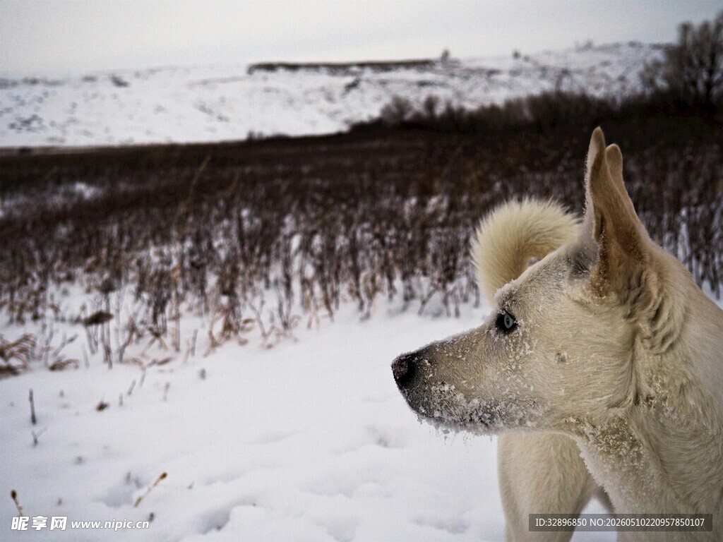 雪地中的白狗