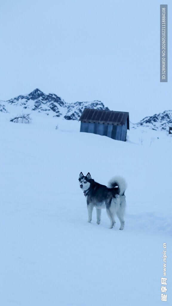 雪地中的狗与远处小屋