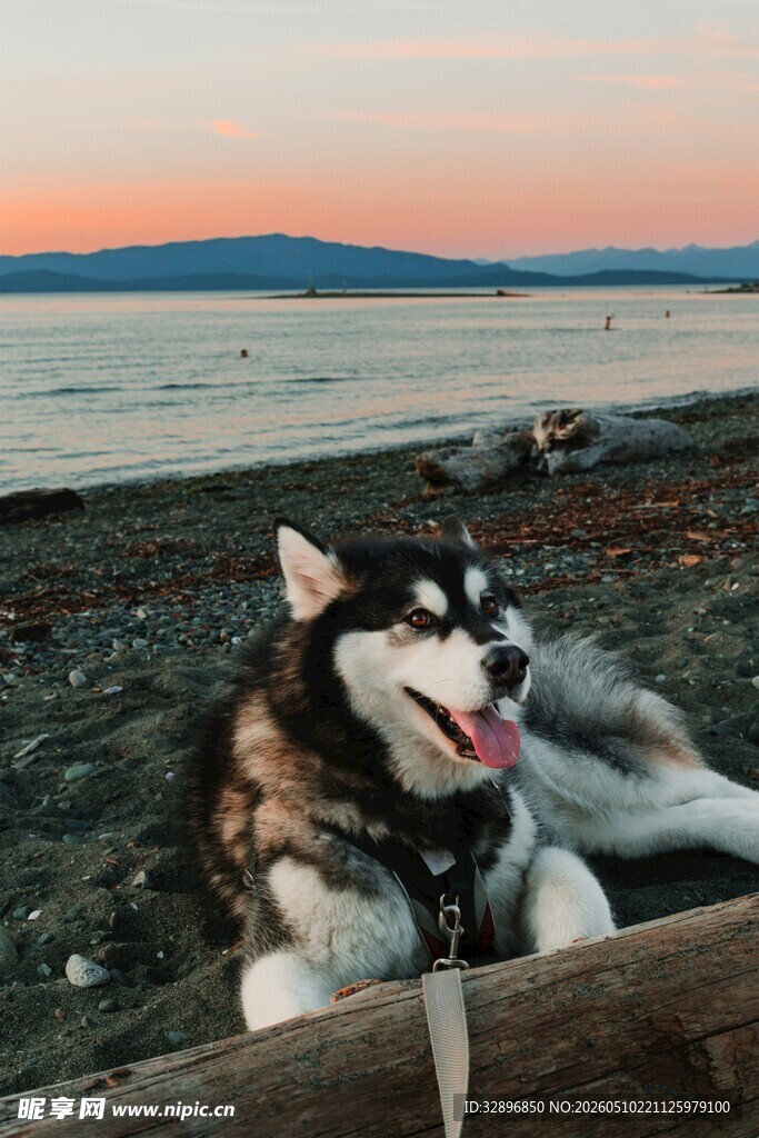 夕阳下海边的哈士奇