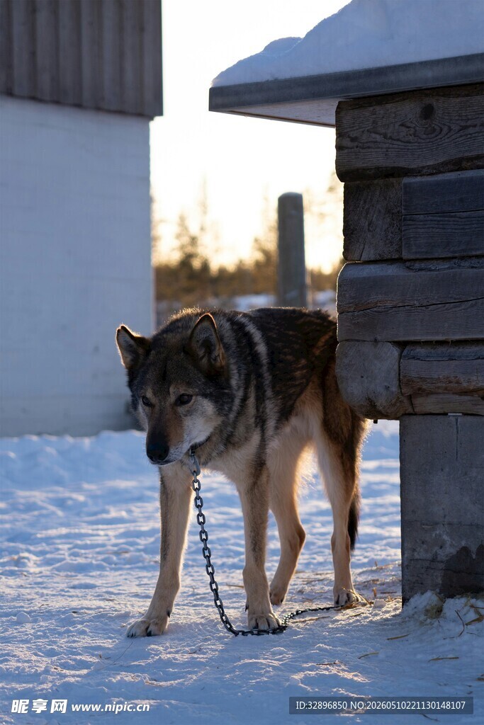 雪地中被拴住的狼犬