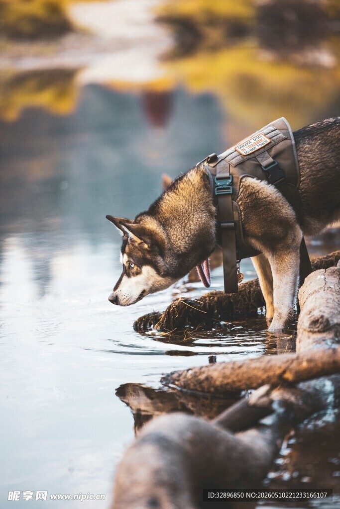 河边饮水的帅气德国牧羊犬