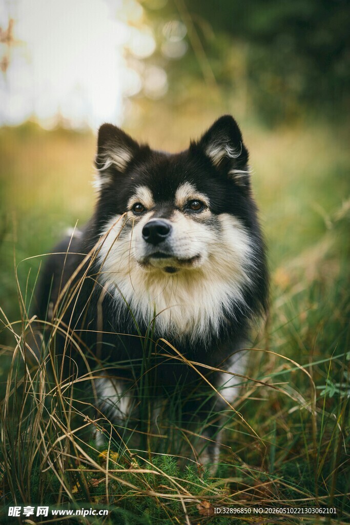 草地上的可爱长毛犬