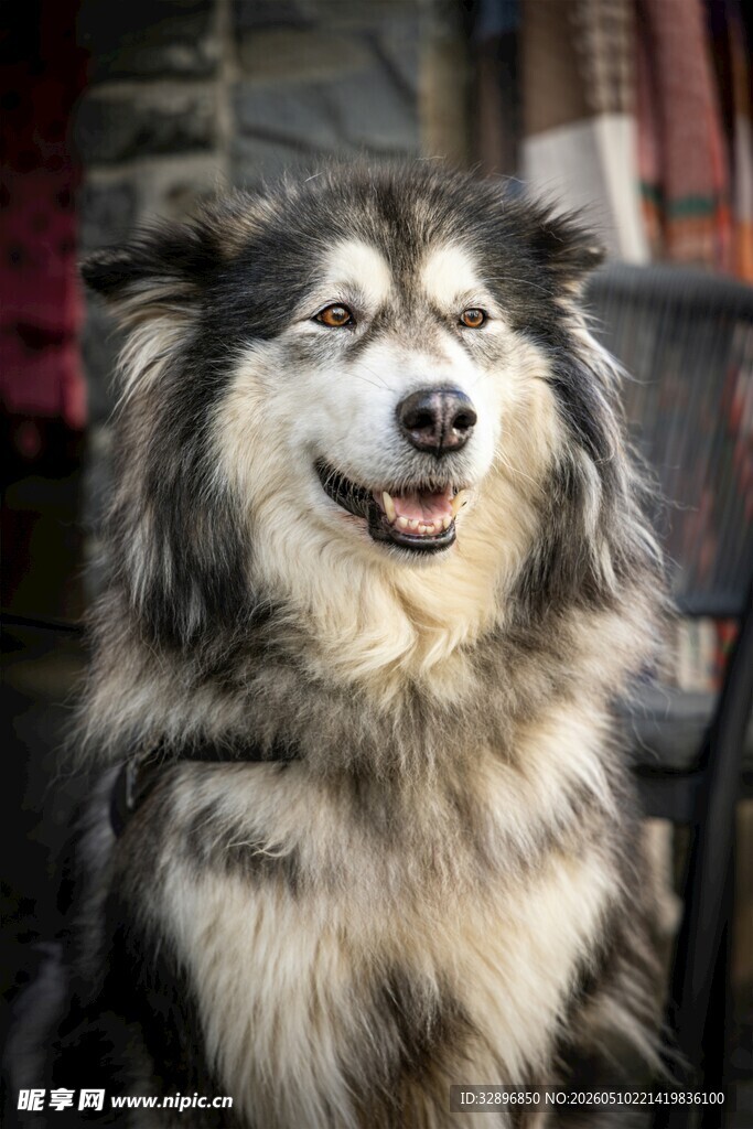 微笑的长毛犬