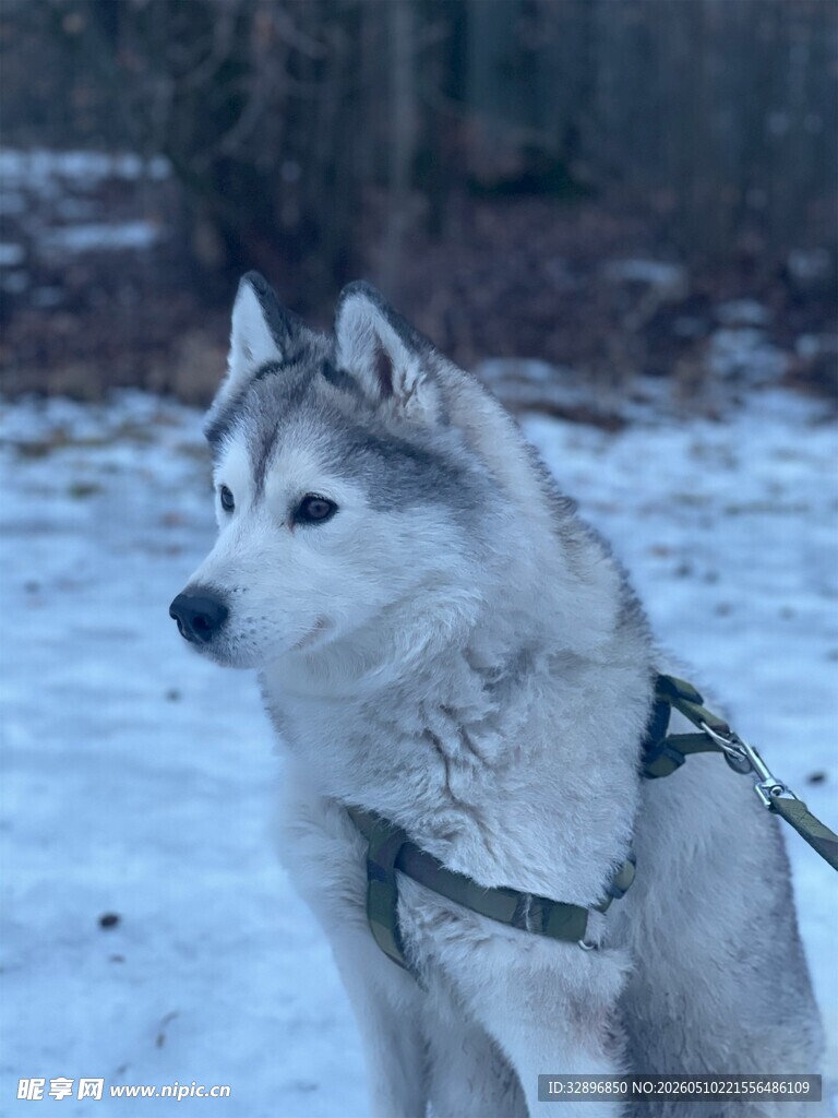 雪地中系绳的哈士奇