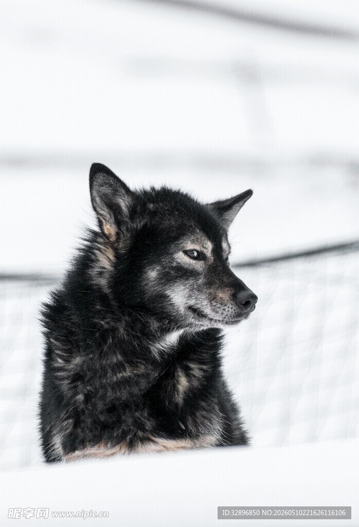 雪地中的黑犬