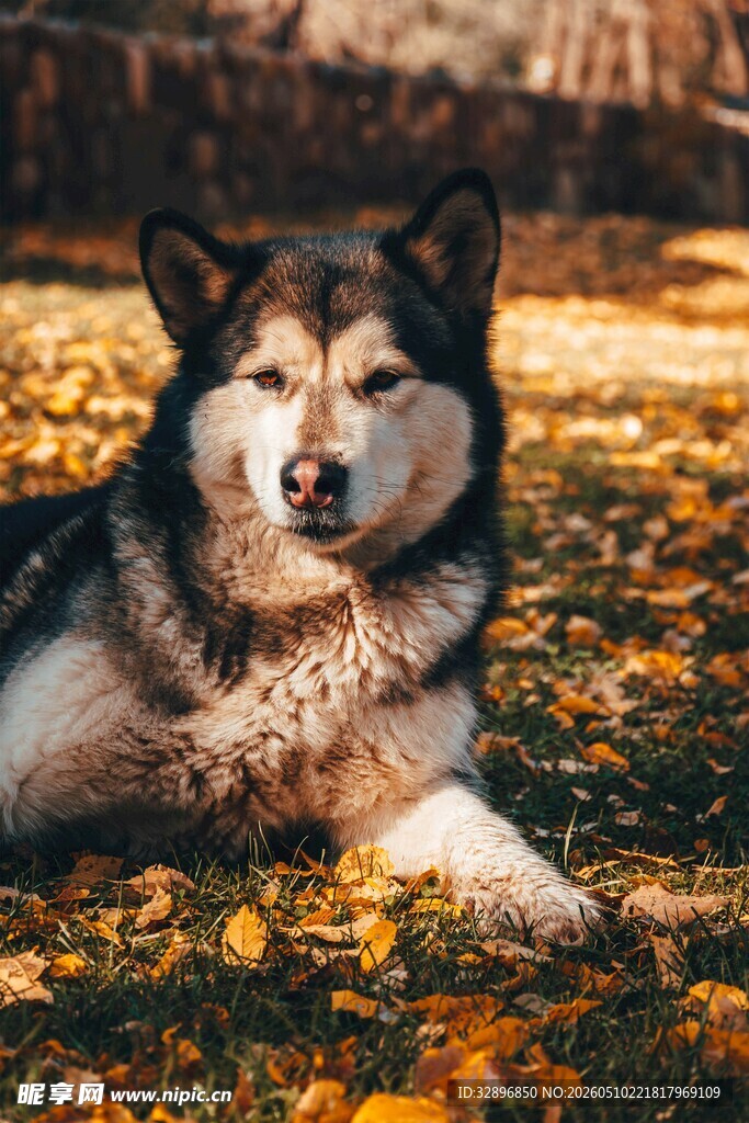 秋日草地休憩的阿拉斯加犬