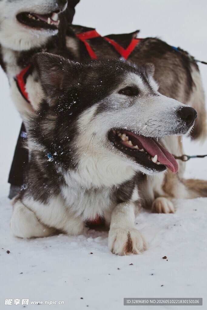 雪地中开心的哈士奇