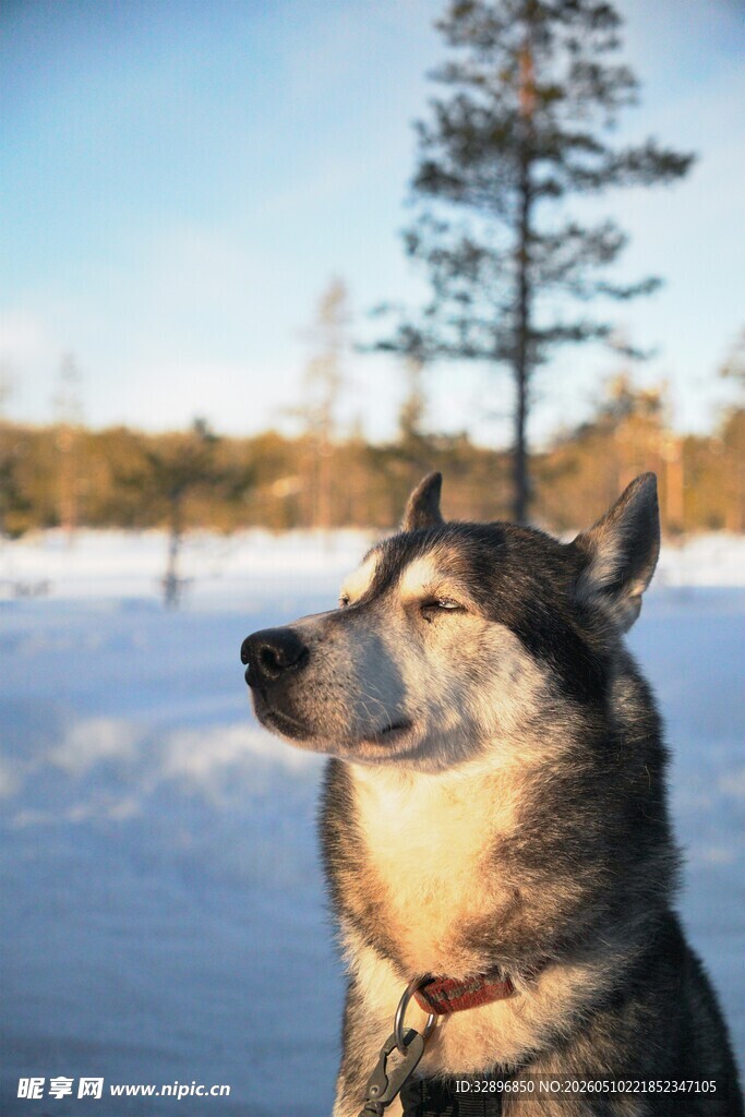 雪地中的狗眺望远方