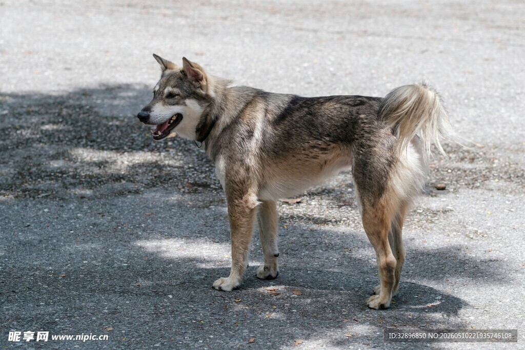 站立的田园犬
