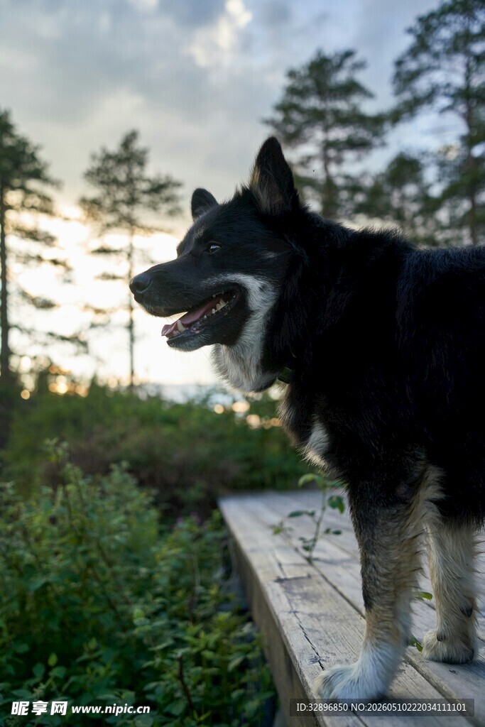 夕阳下站在平台的黑白犬