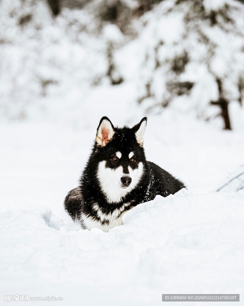 雪地中奔跑的可爱柯基犬