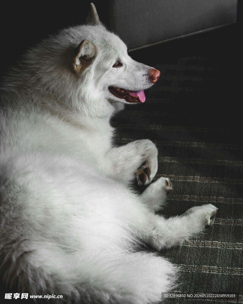 趴着的白色萨摩耶犬