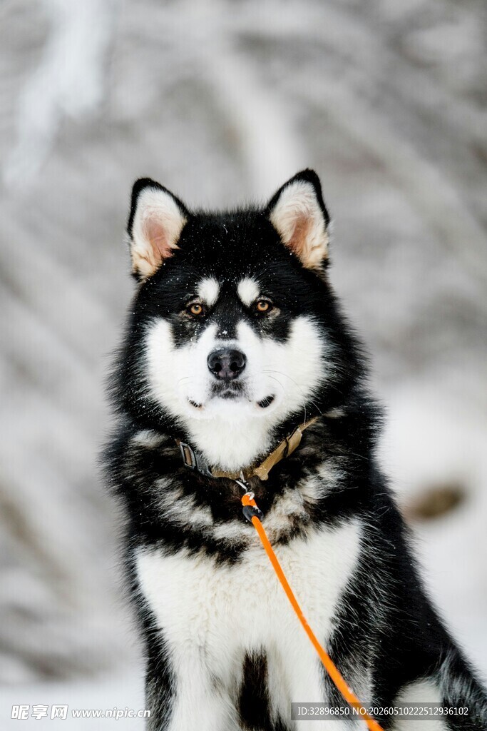 雪地中的黑白萌犬