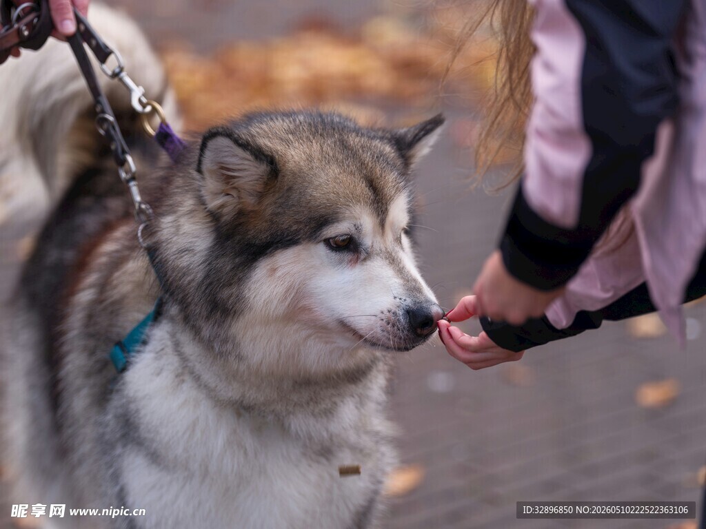 人与阿拉斯加犬温馨互动