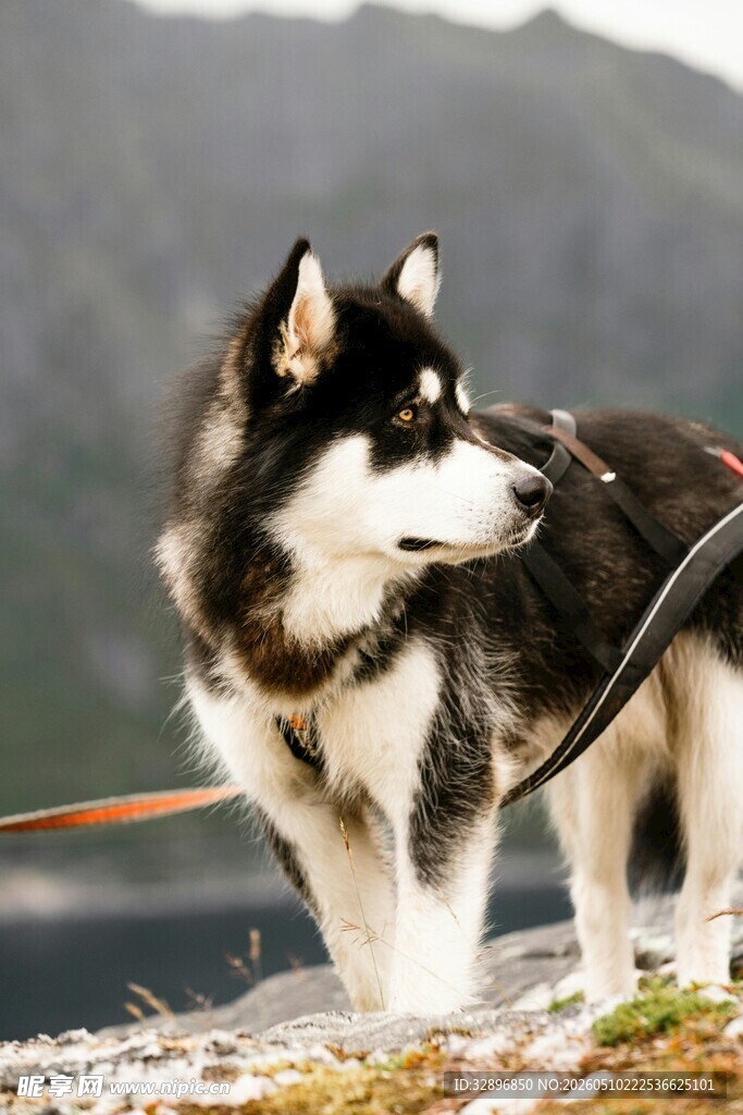 雪地中的帅气阿拉斯加犬