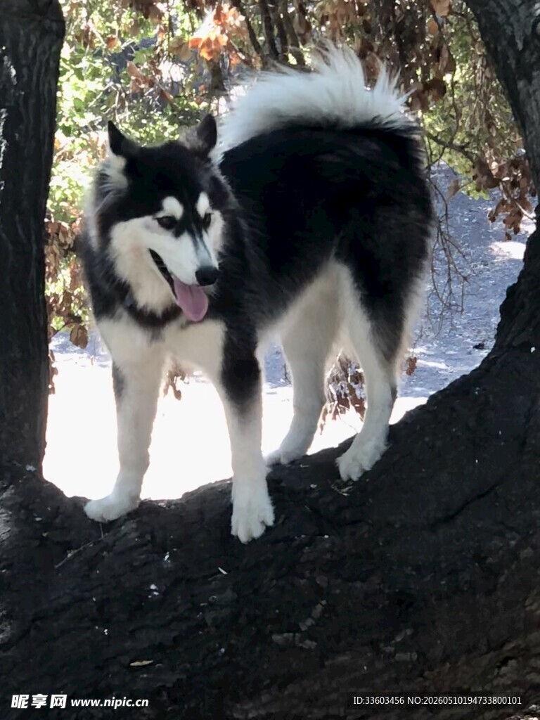 黑白犬立于树干上