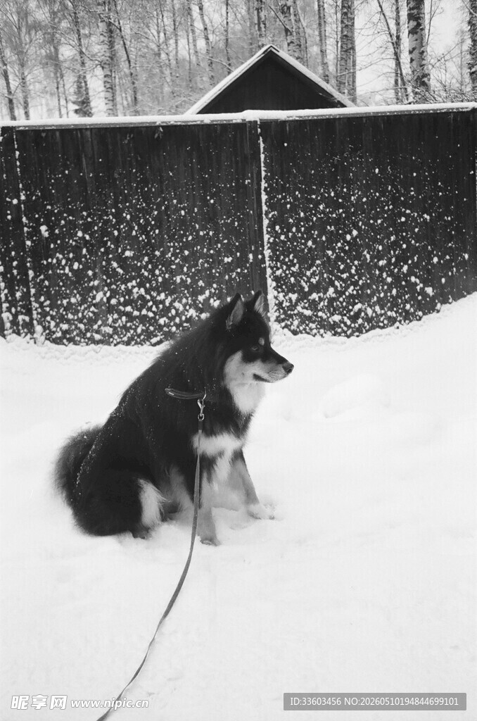 雪地中拴着的黑白大狗