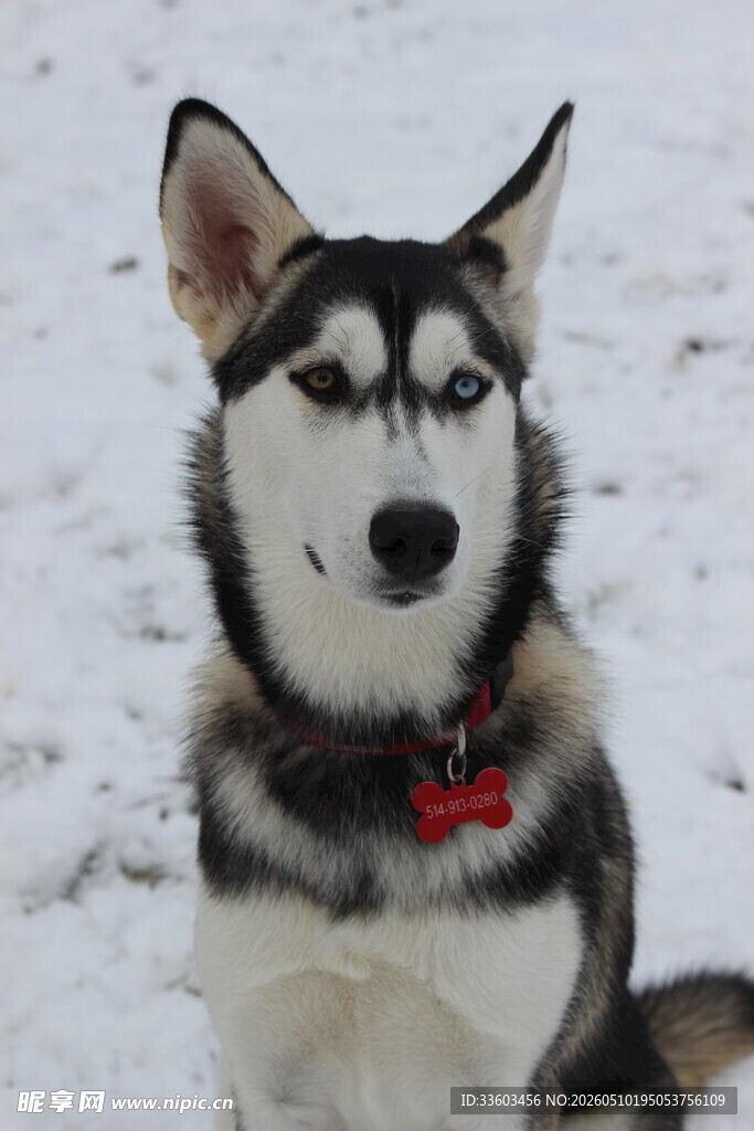 雪地中的哈士奇犬