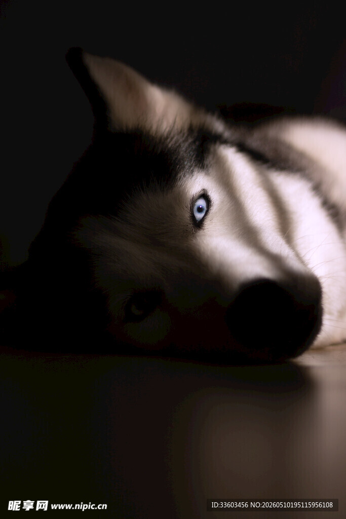 忧郁眼神的哈士奇犬