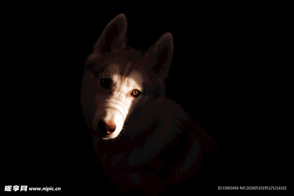 暗光下的神秘犬只