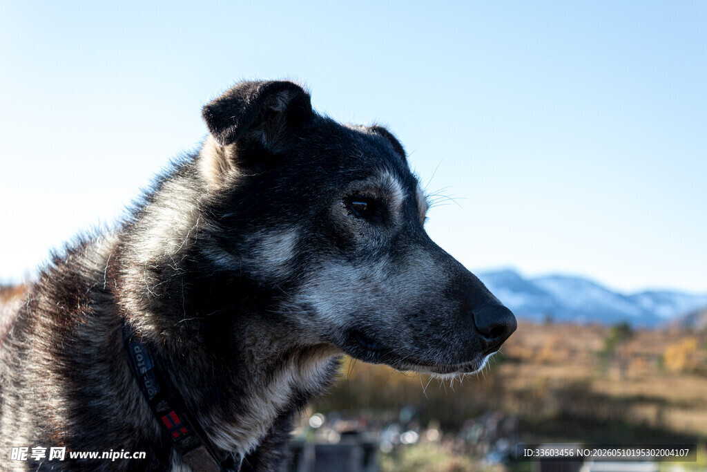 秋日远眺的老年犬