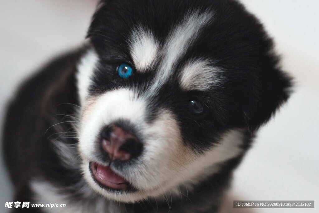 可爱哈士奇幼犬