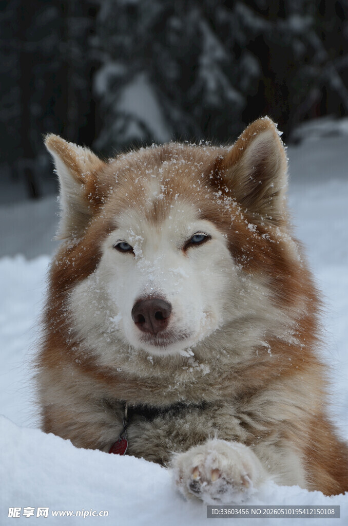 雪地中的惬意哈士奇