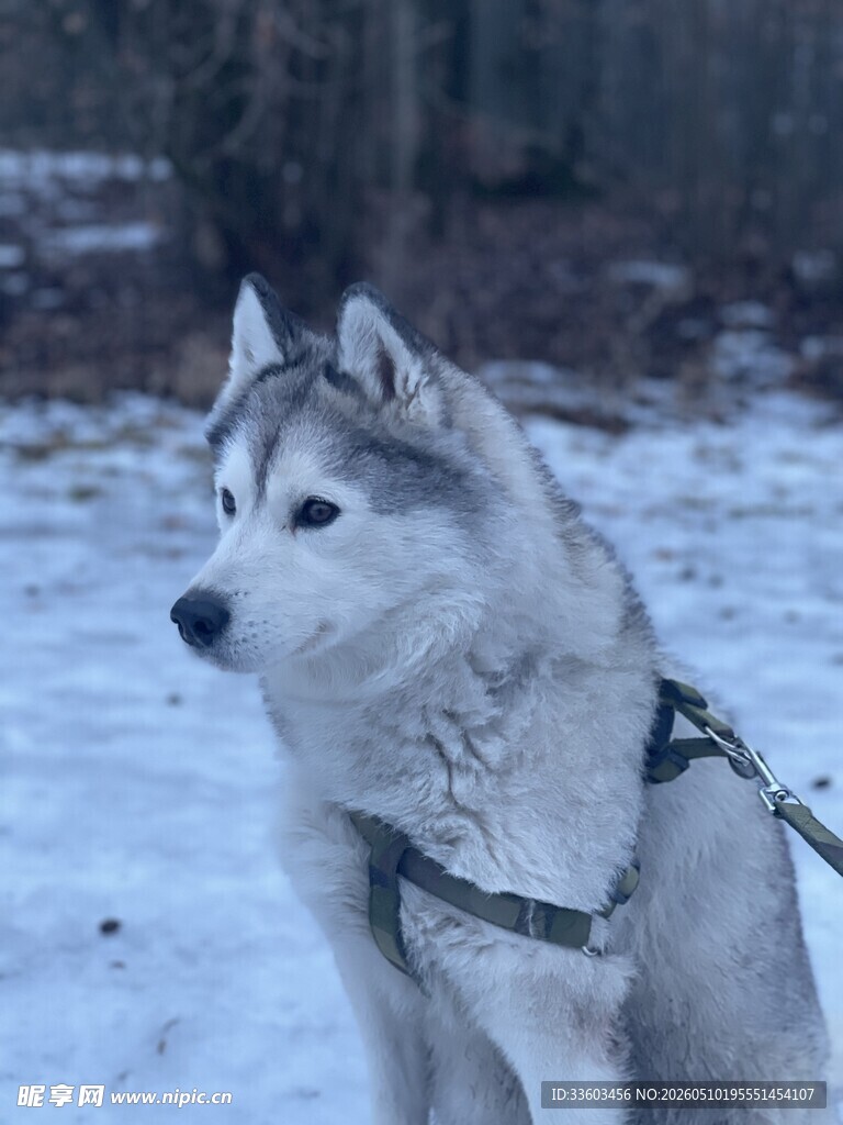 雪地中的哈士奇
