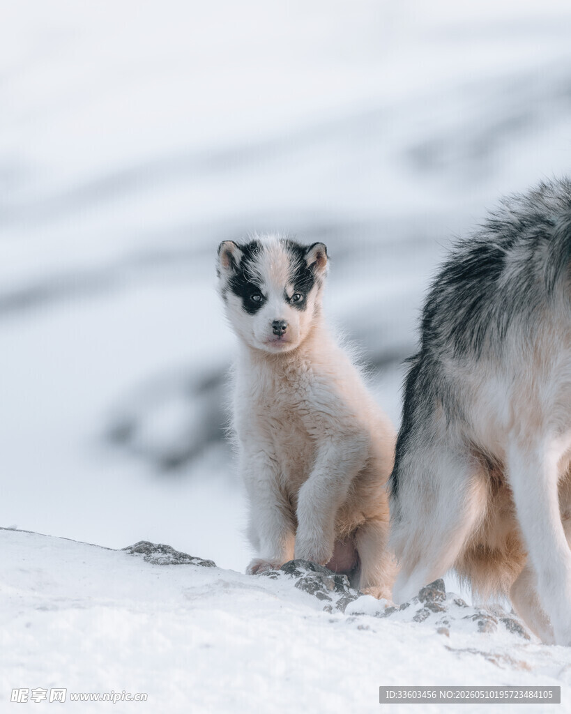 雪地中的可爱幼犬与成犬