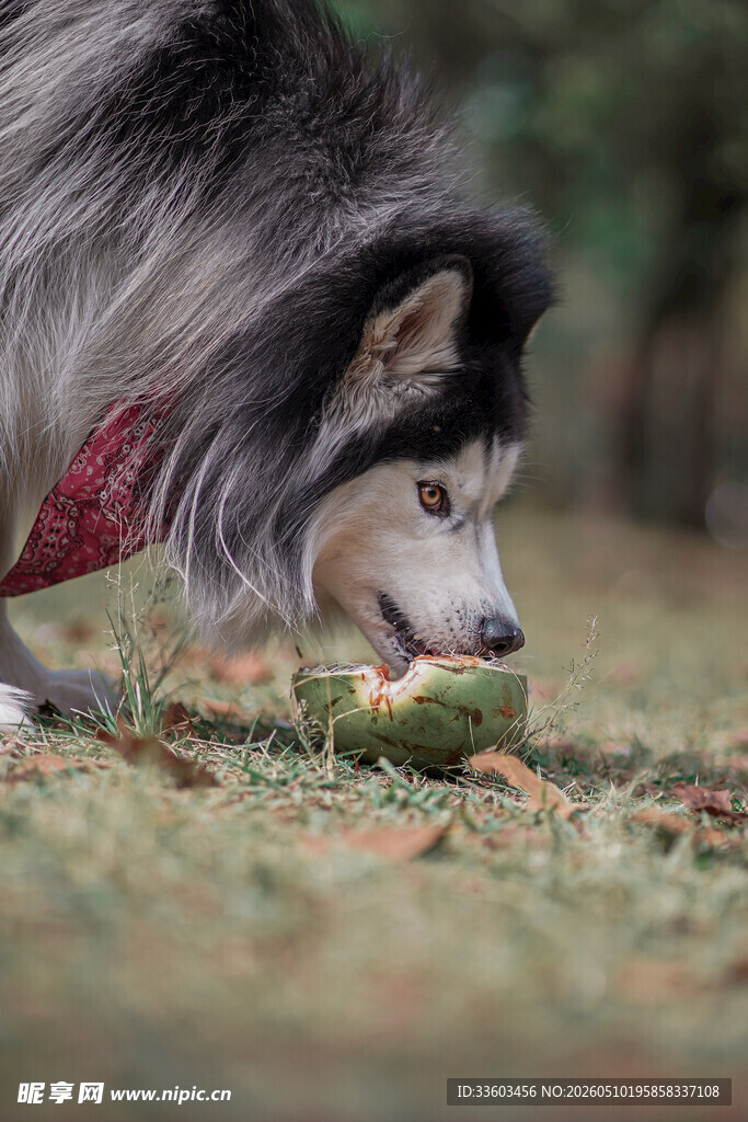 阿拉斯加犬嗅闻草地物品