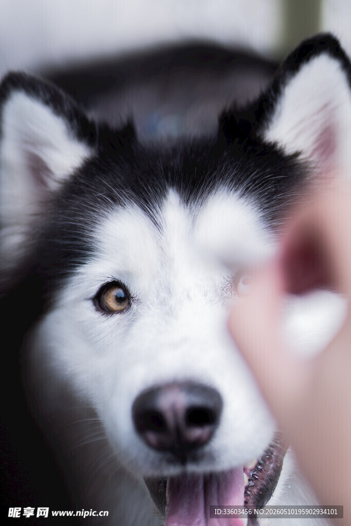 手逗阿拉斯加犬