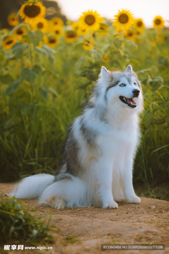 阳光下的哈士奇坐于花田
