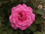 娇艳粉色月季花