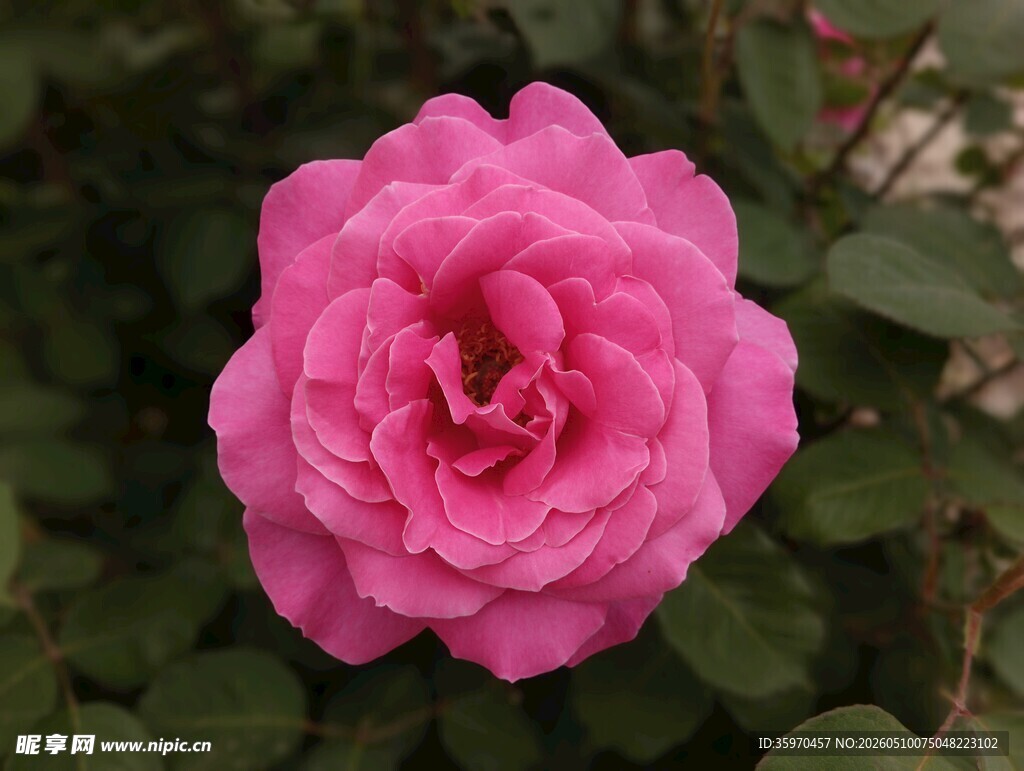 娇艳粉色月季花