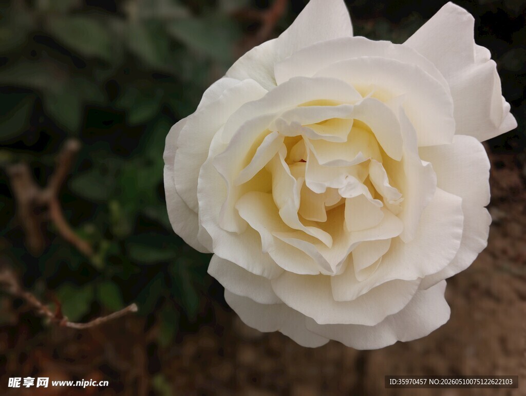 白色优雅月季花特写