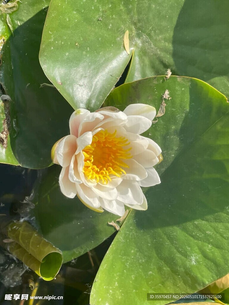 绽放的白色睡莲