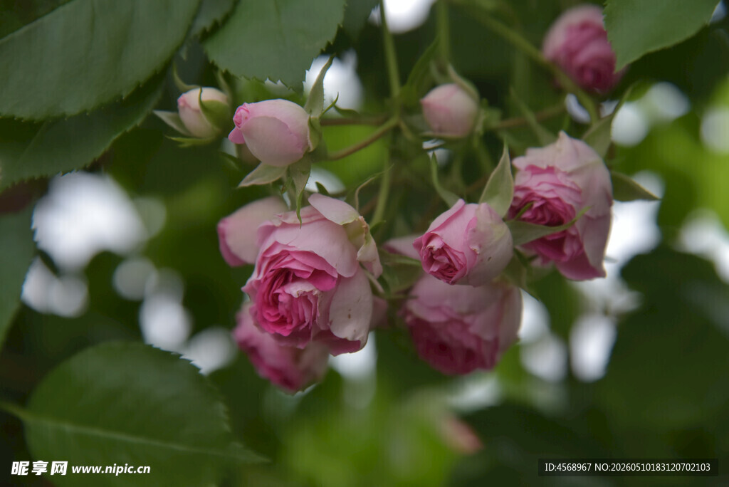粉色蔷薇花垂挂枝头