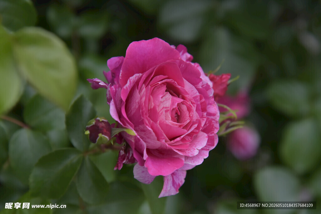娇艳粉色月季花