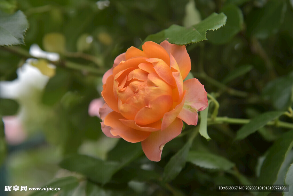 娇艳橙色月季花