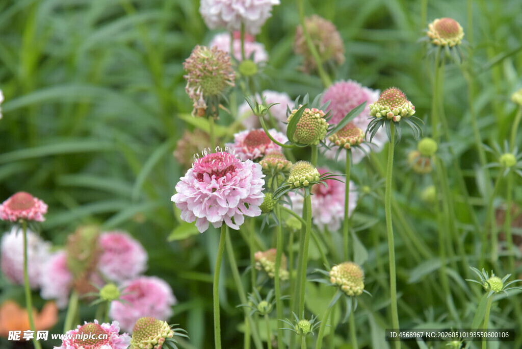 粉色轮峰菊绽放于绿野