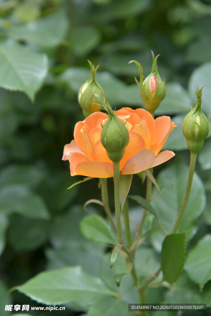 橙色绽放玫瑰与花苞