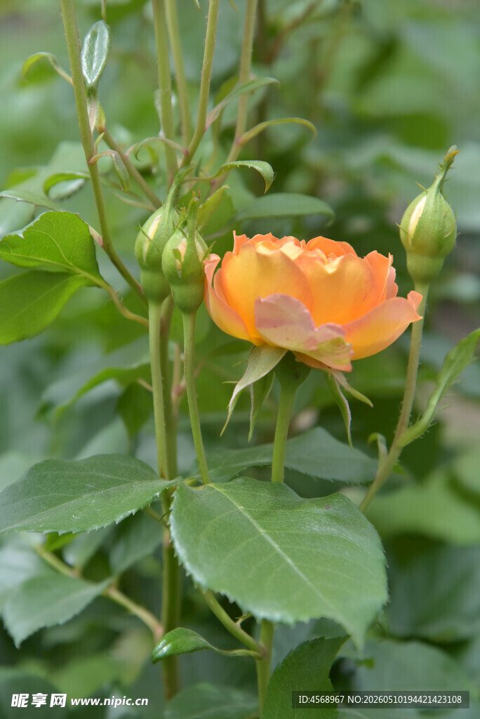 橙色蔷薇花苞