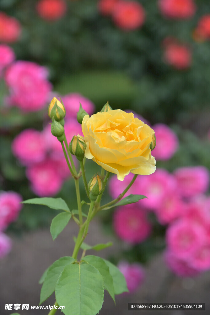 黄玫瑰绽放于粉花背景
