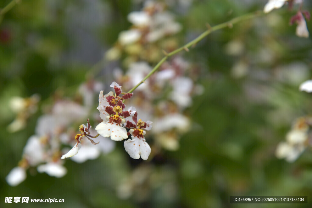 花间蜜蜂采蜜瞬间